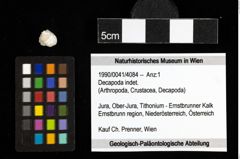 Foto (Objekt + Etiketten) von Decapoda indet. 